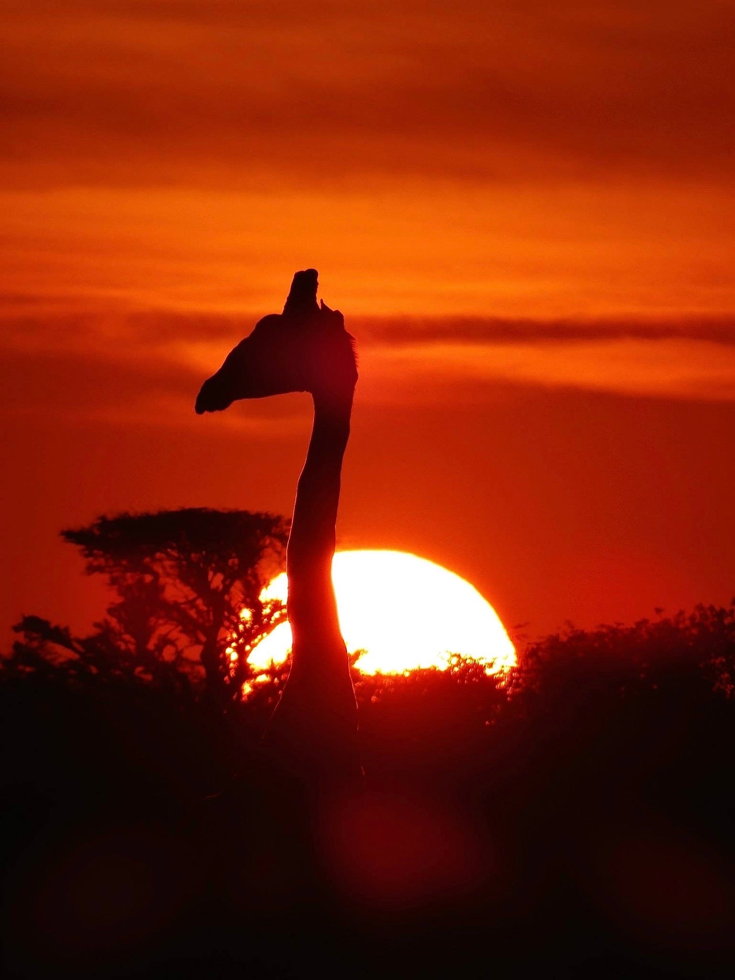 Giraffe at Sunset