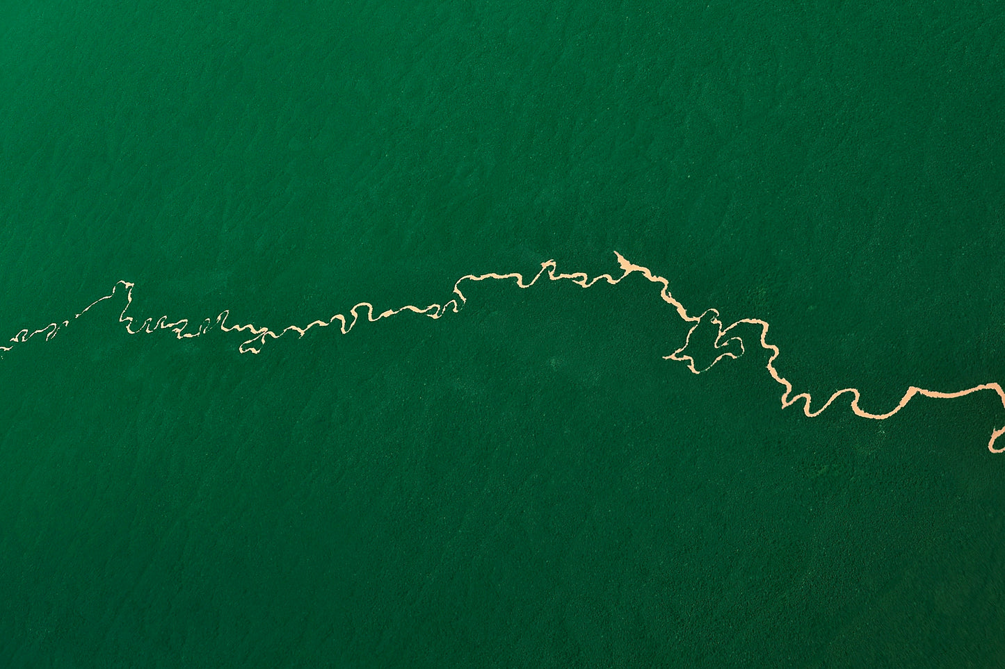 Amazon Rainforest