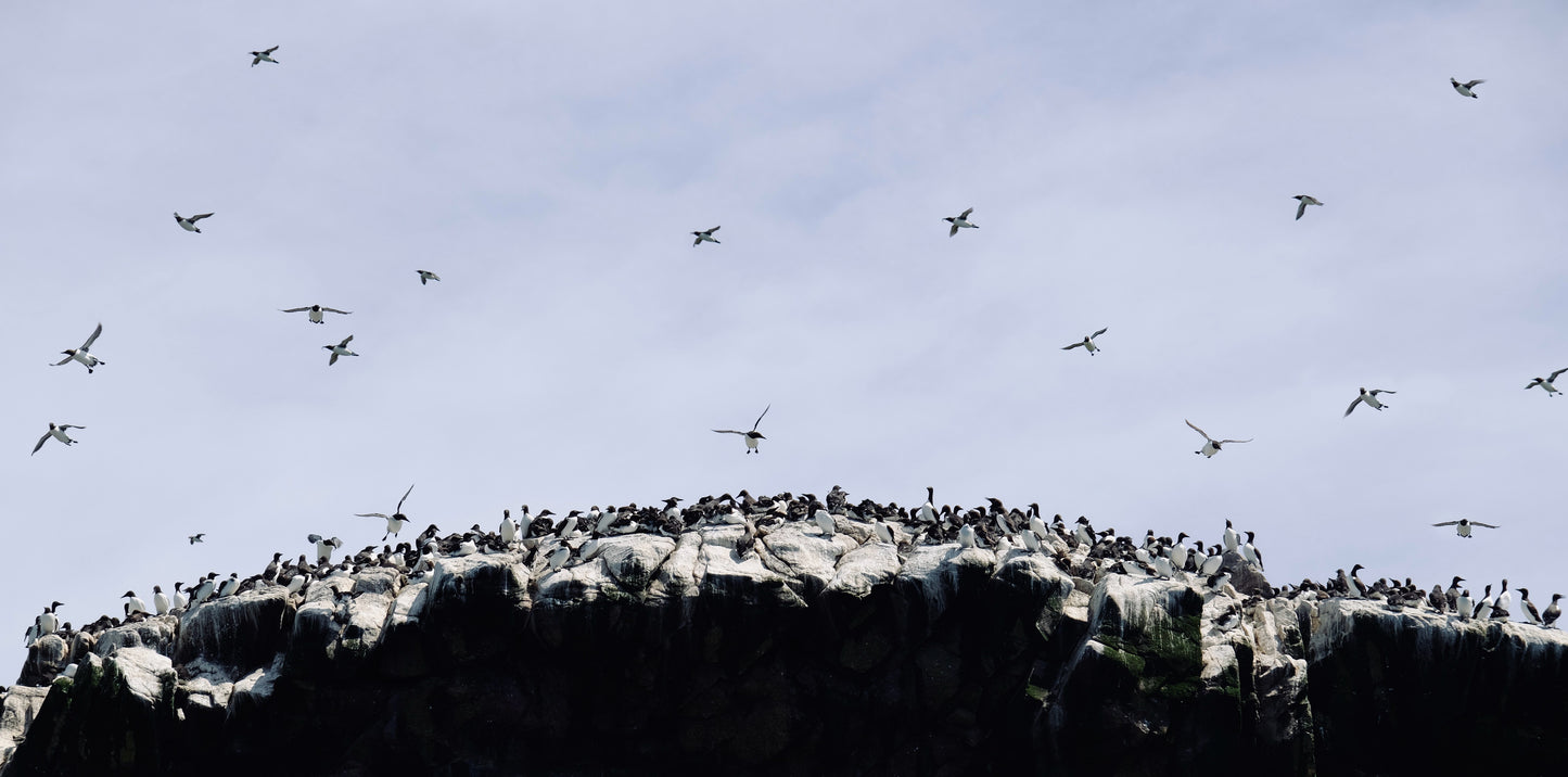 Murres in Flight, Newfoundland
