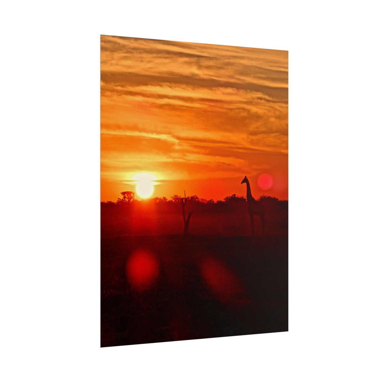 Giraffes at Sunset