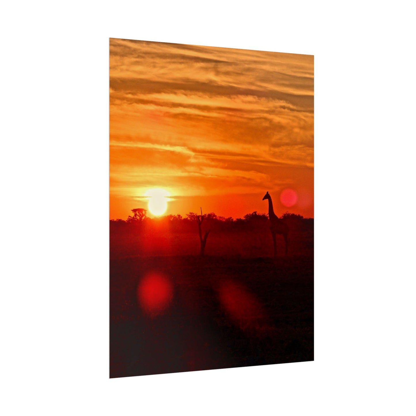 Giraffes at Sunset