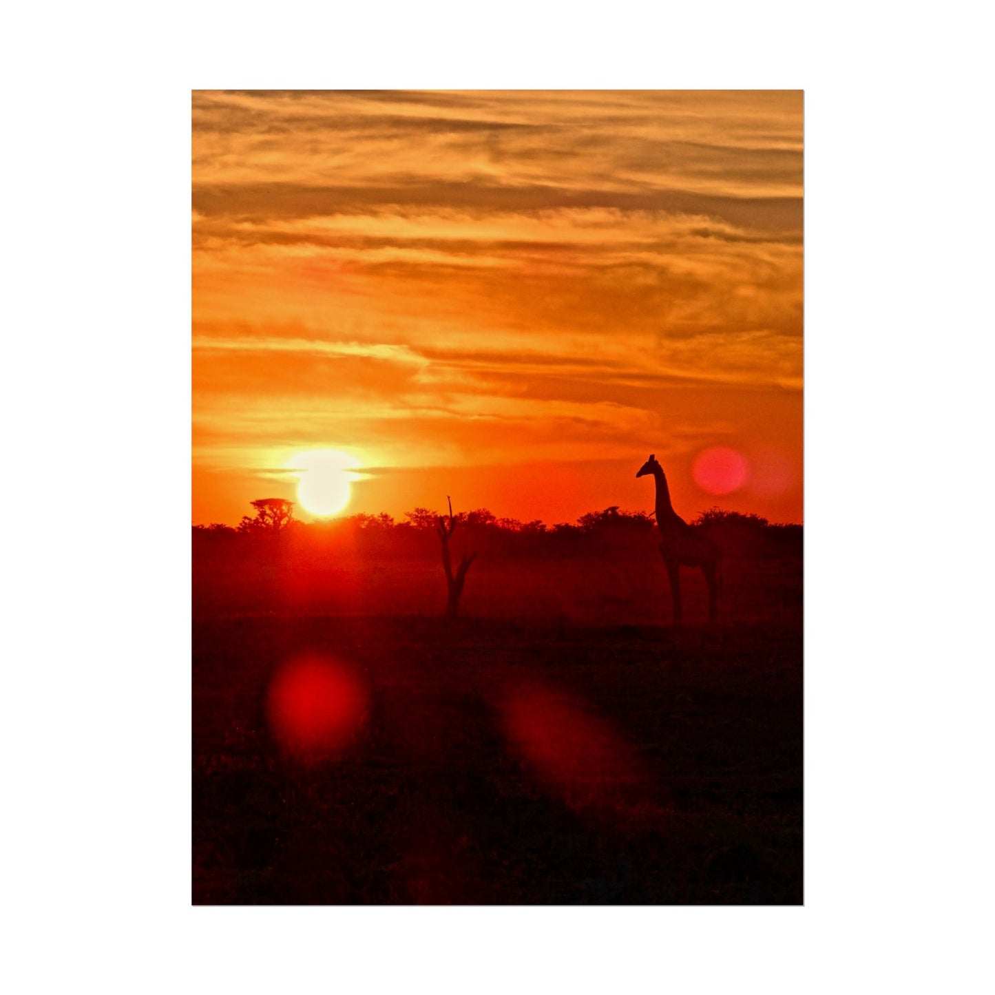 Giraffes at Sunset