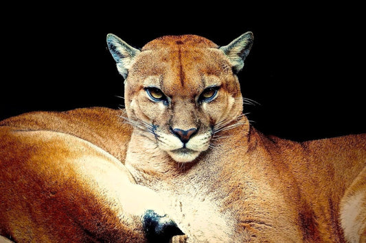 Mountain Lion