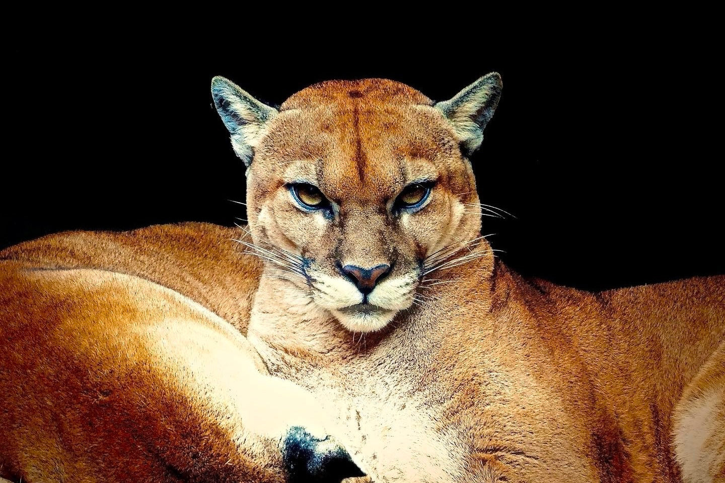Puma
