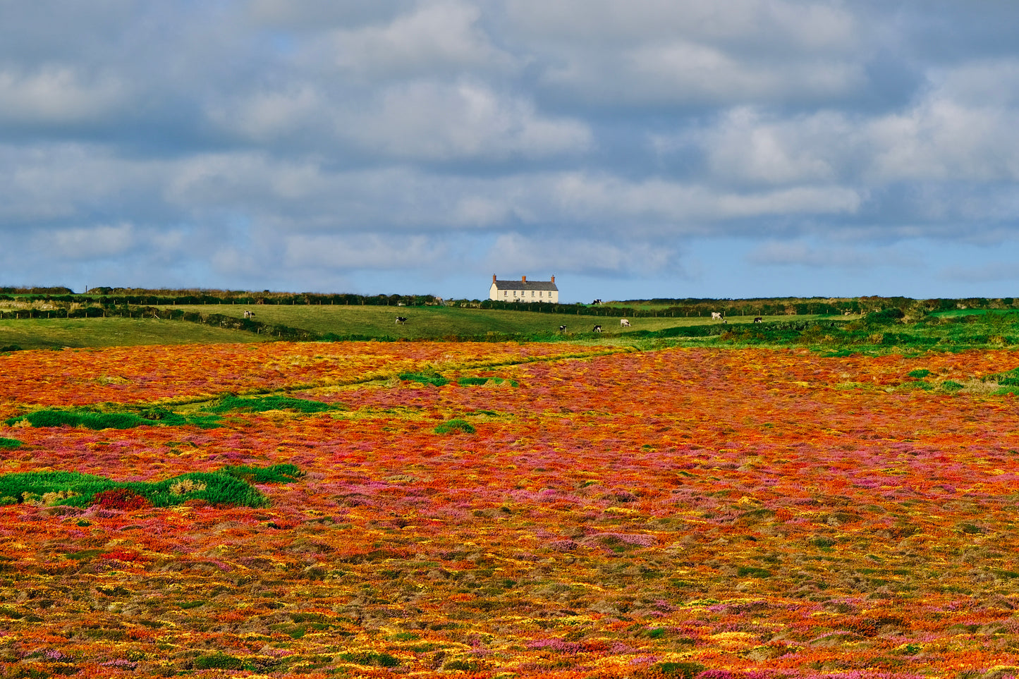 Cornish Countryside