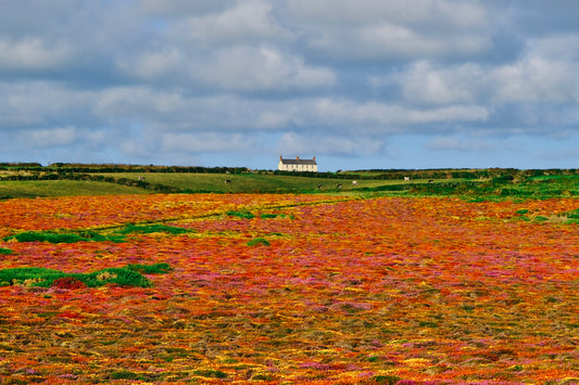 Cornish Countryside