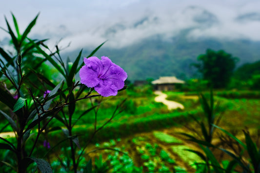 Vietnamese Village