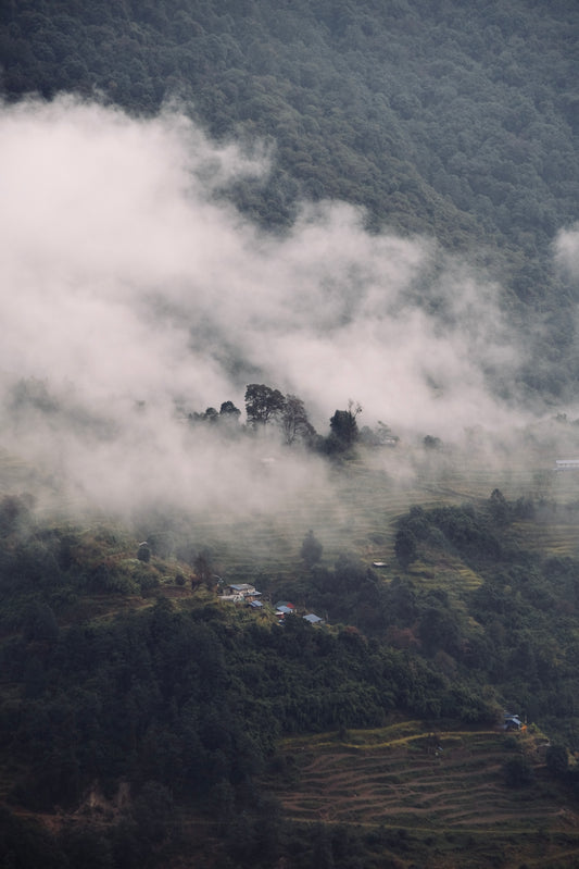Trees Through the Clouds