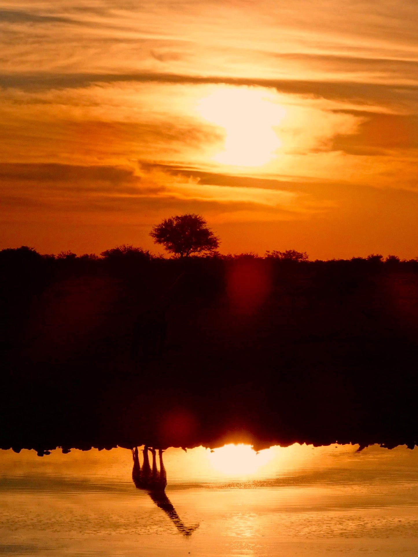 Giraffes at Sunset