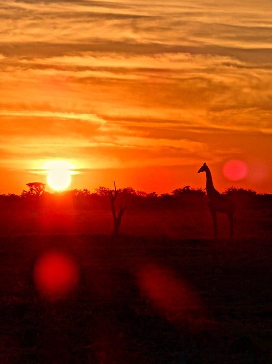 Giraffes at Sunset 2