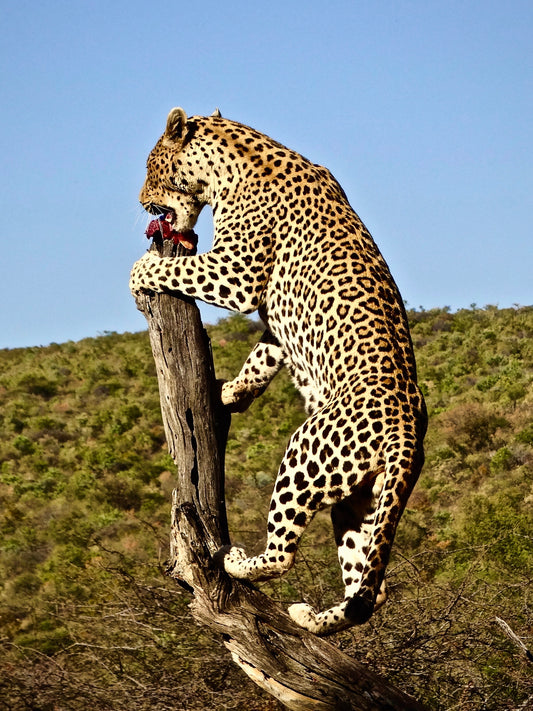 Leopard in Namibia