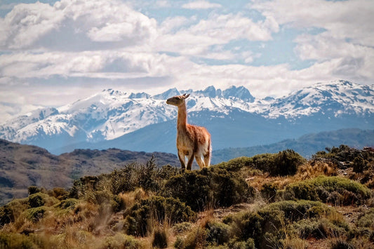 Guanaco in Patagonia